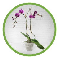 Phaleanopsis Orchid Planter - 2 Stem