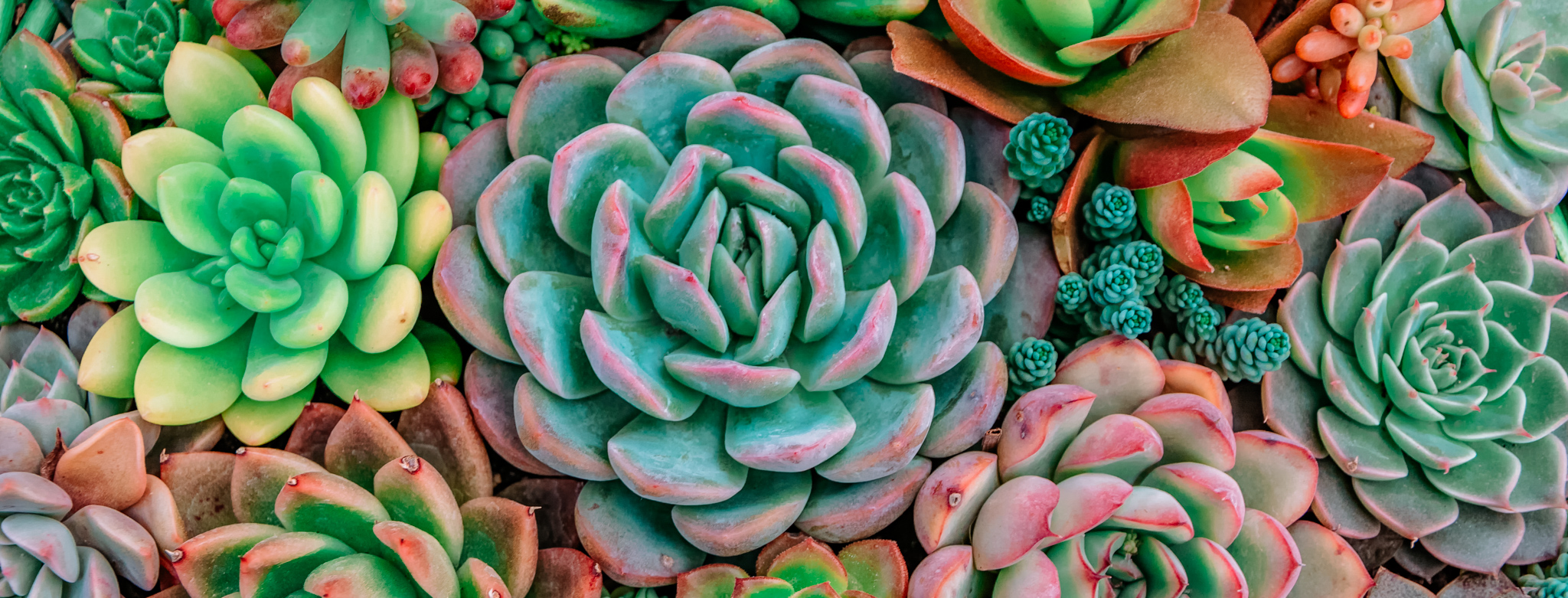 How to Care for Your Succulent - Ashland Addison Florist Company