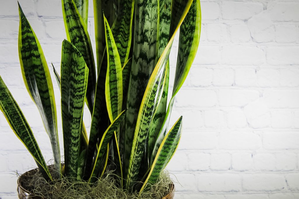 Close up view of Sanseveria Snake Plant leaves