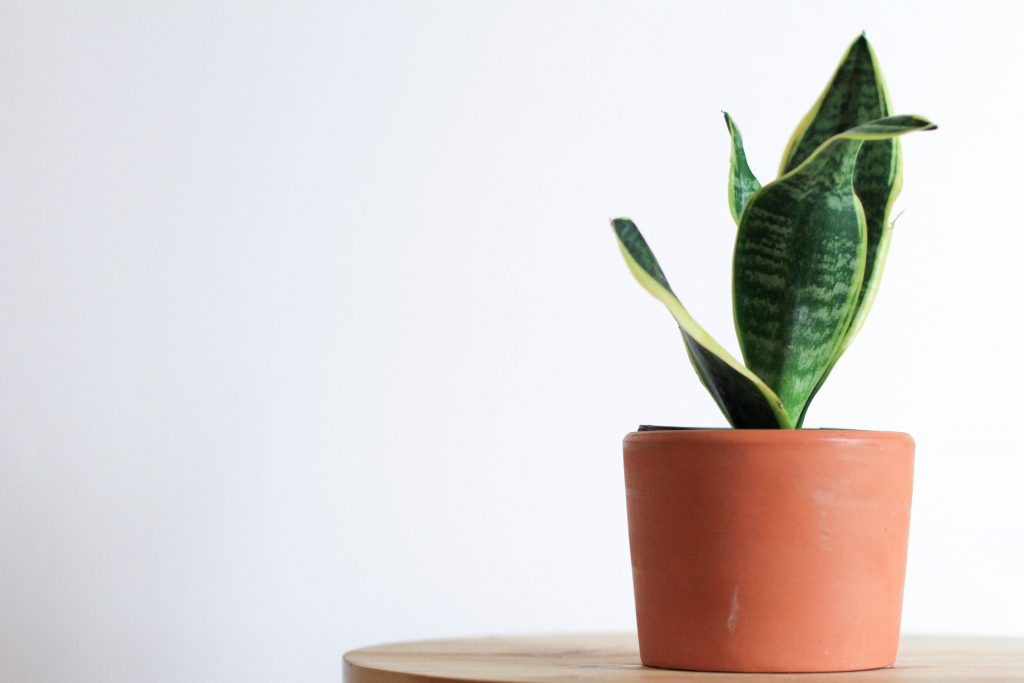 Small Snake Plant Sansevieria in a clay pot on a table