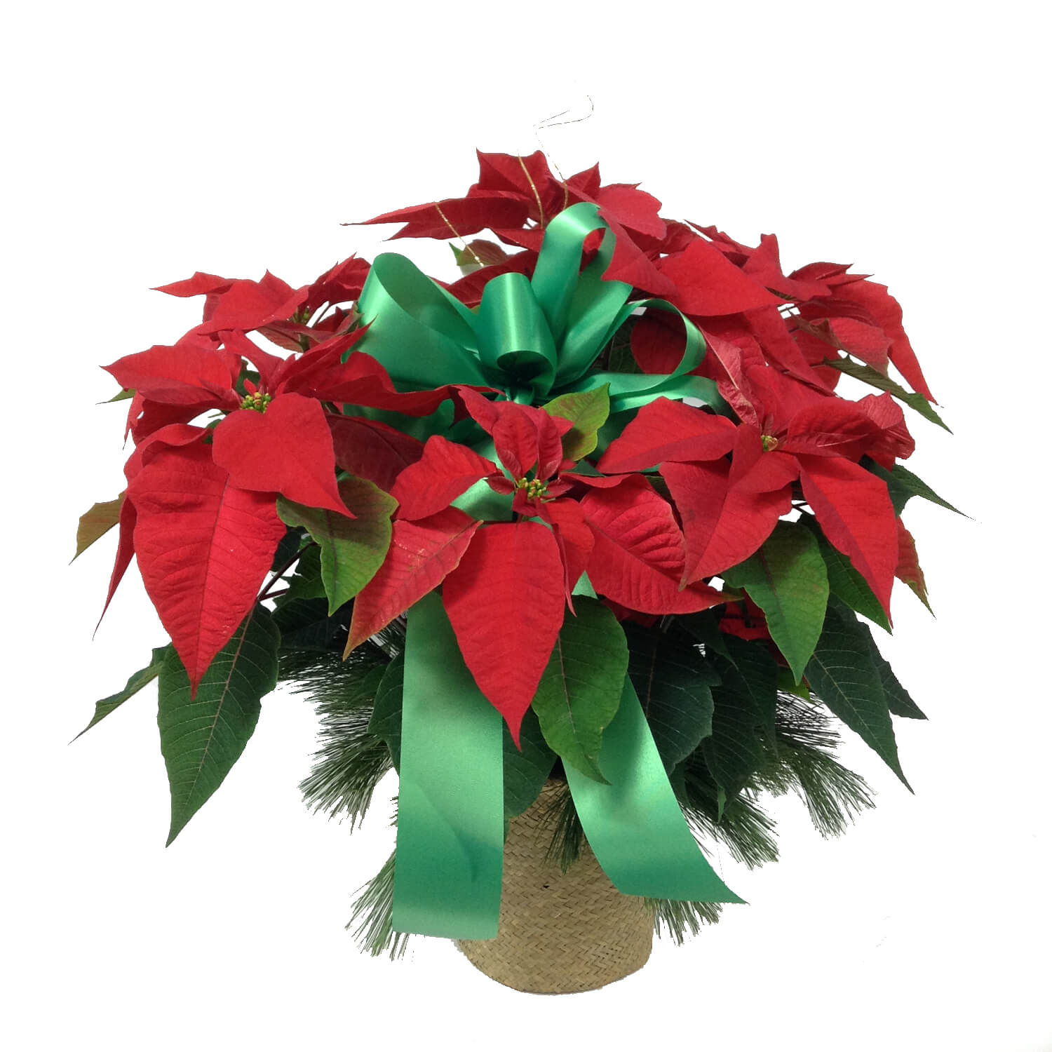 Beautiful fresh poinsettia plant for delivery