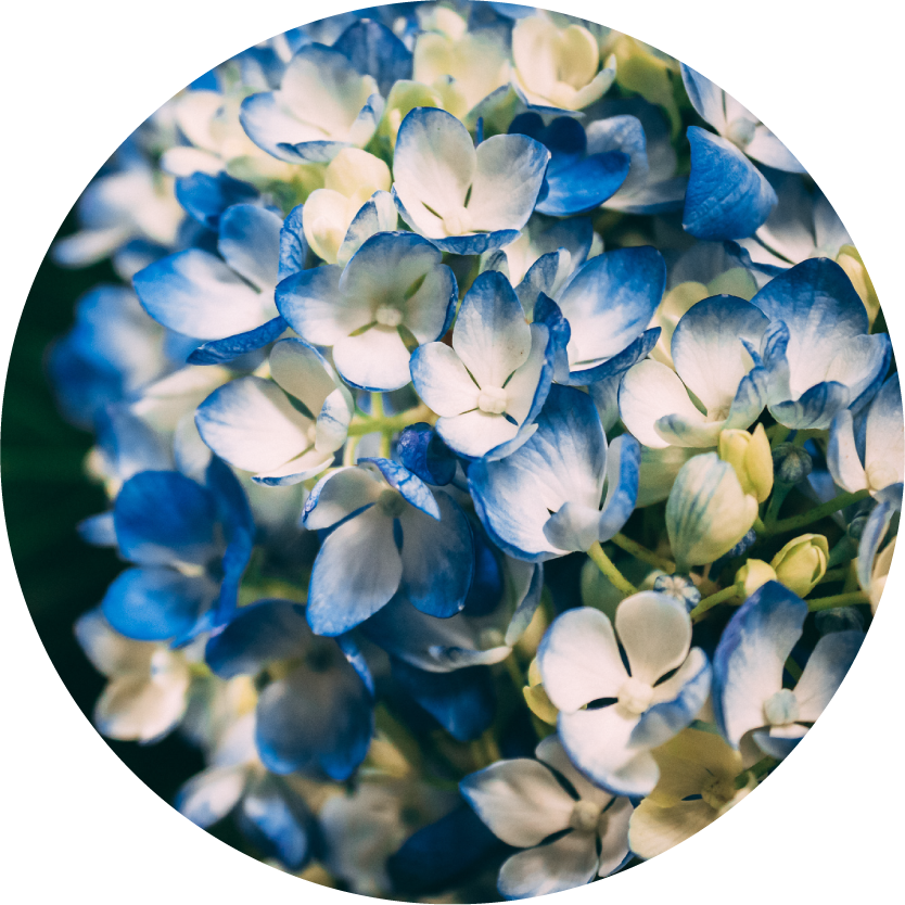 Blue Flower Bouquets for Chicago Delivery