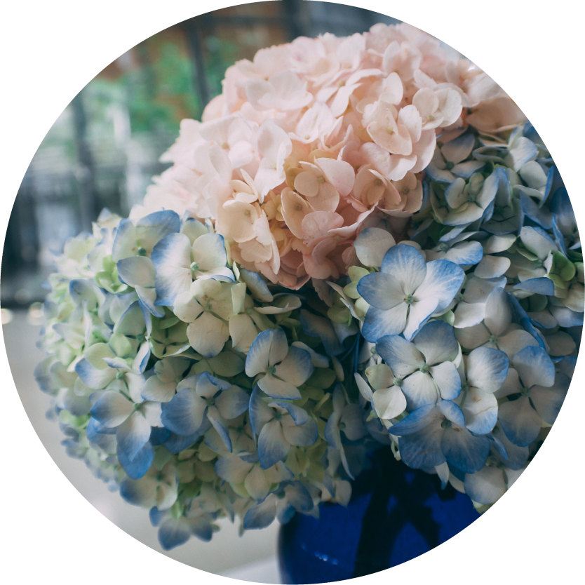 Hydrangea Flower Bouquets for Chicago Delivery