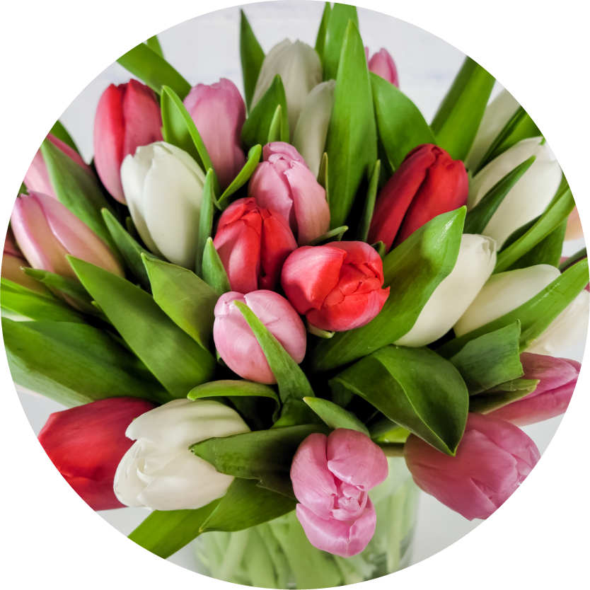 Tulip Flower Bouquets for Chicago Delivery