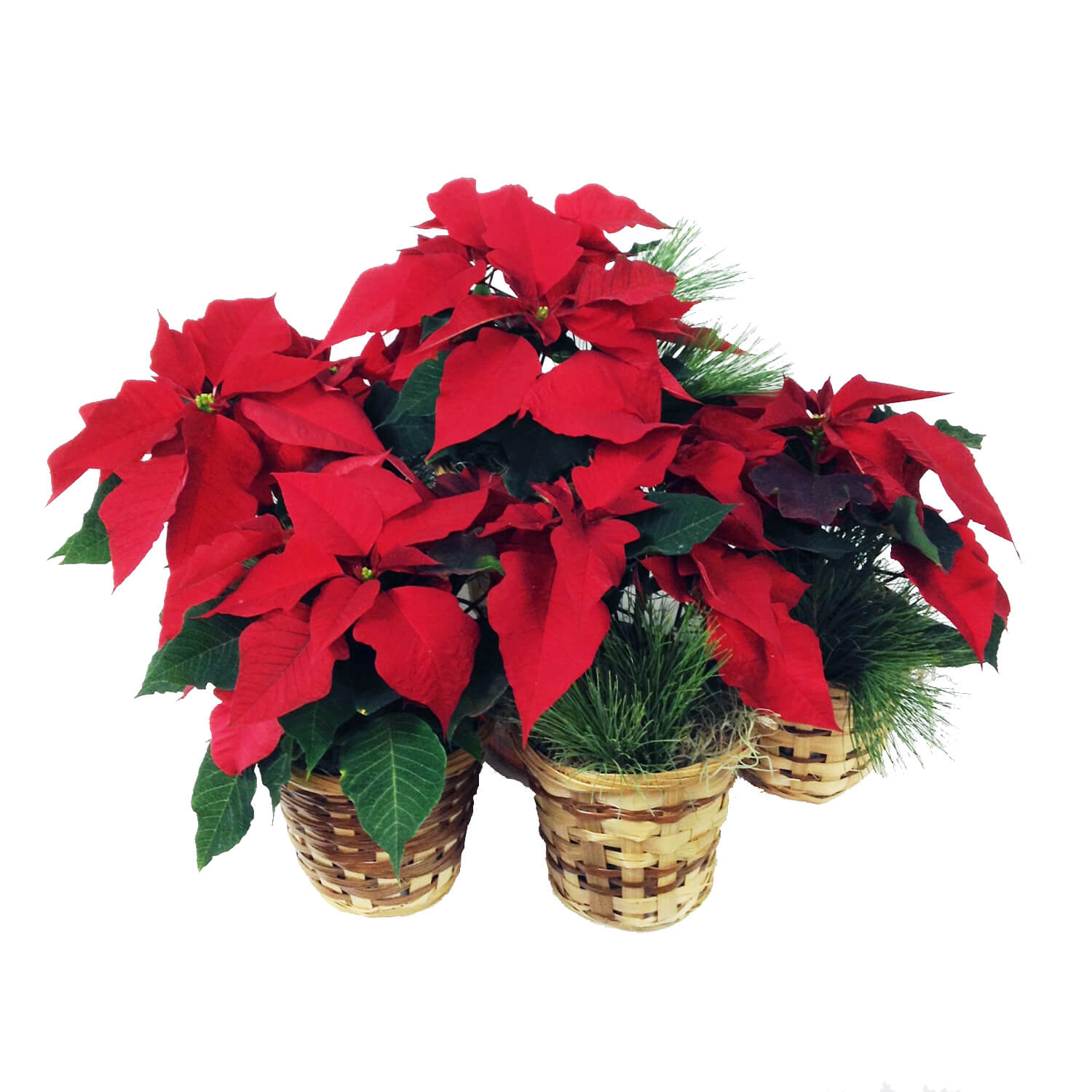 Fresh poinsettia plants for delivery to offices or business gifts