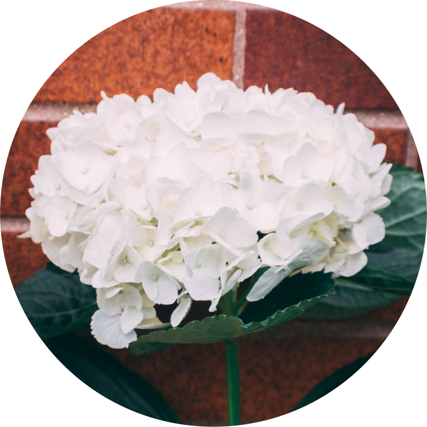 White Flower Bouquets for Chicago Delivery