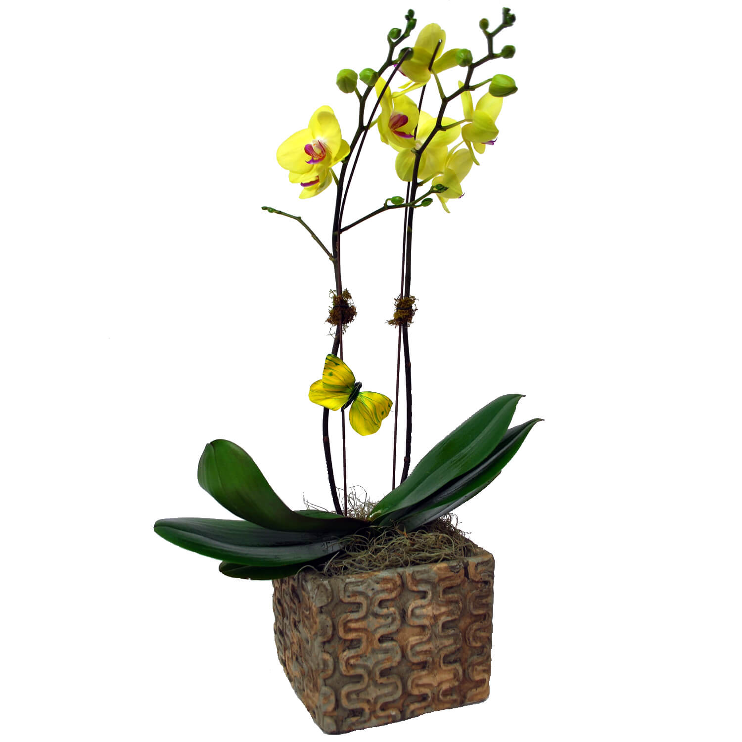 Beautiful Double Stem Orchid Plant in Azizi container