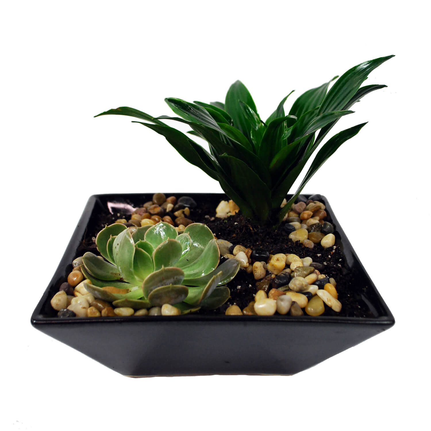 Beautiful Succulent Planter perfect for an office space or desk.