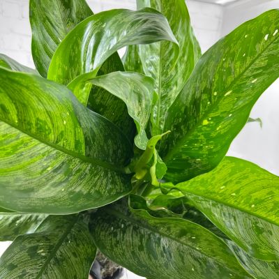 Aglaonema Snow