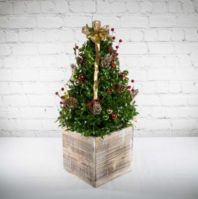 Traditional Boxwood Tree