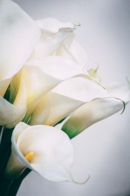 Stunning Calla Lily Design