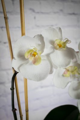 Eternal Blooms - Faux Orchid Planter