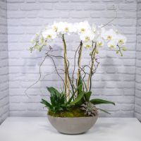 Phalaenopsis Orchid Planter (4 Stem)