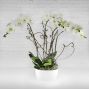 Phalaenopsis Orchid Planter (4 Stem)