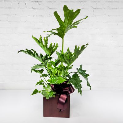 Philodendron 