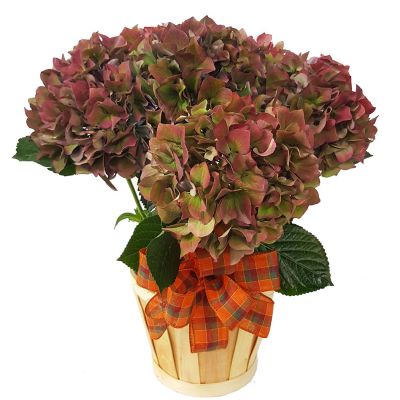 Vintage Hydrangea in a Basket