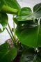 Monstera Plant