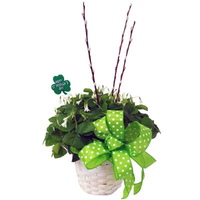 Shamrock Plant -6