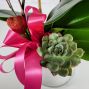 Valentine's Day Orchid