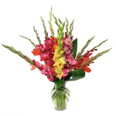 Gladiola Ole!