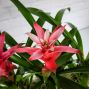 Bromeliad Planter