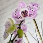 Valentine's Day Orchid