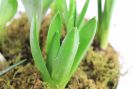Tulip Bulb Planter