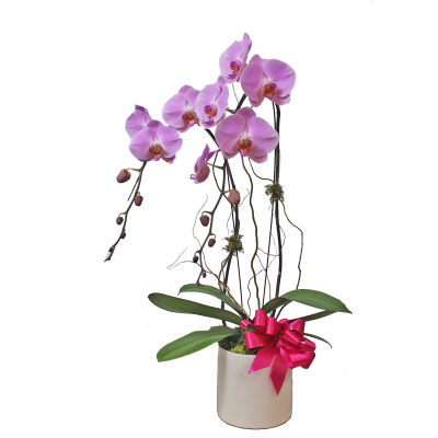 Valentine's Day Orchid