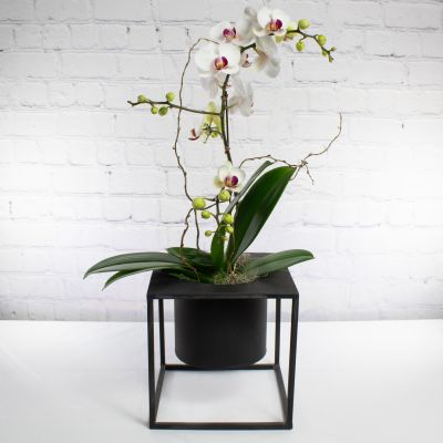 Modern Orchid Planter