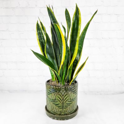 Snake Plant Upgrade