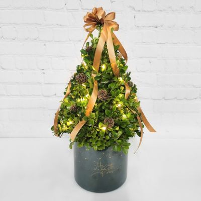 Christmas Wishes Boxwood Tree