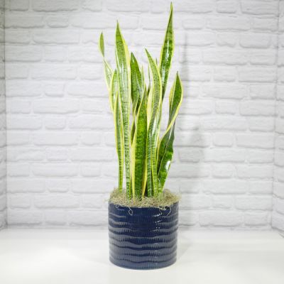 Upgraded Snake Plant (8