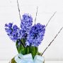 Hyacinth Plant