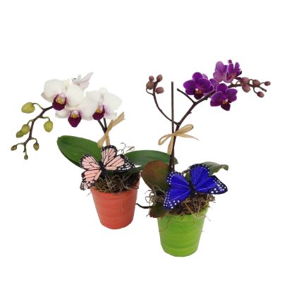 Mini Orchid Plants