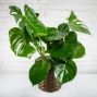 Monstera Plant