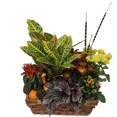 Fall European Dish Garden (Large)