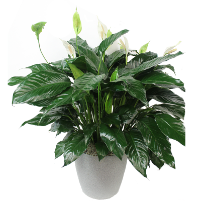 Medium Peace Lily in an Upgraded Pot