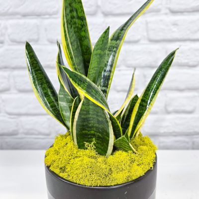 Snake Plant in Ceramic