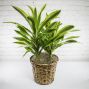 Dracaena Lemon Lime - 8