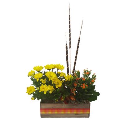 Fall Trio Planter