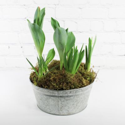 Tulip Bulb Planter