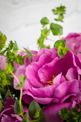 Perfectly Peony - Preorder Only