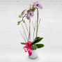Valentine's Day Orchid