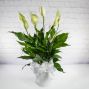 Serene Peace Lily Plant - 6