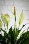 Serene Peace Lily Plant - 6