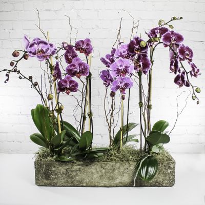 Orchids Deluxe