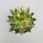 Shooting Star Succulent