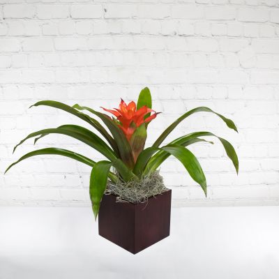 Beautiful Bromeliad Plant 