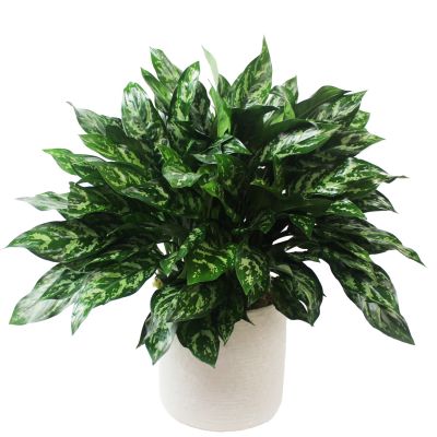 Aglaonema Plant (Chinese Evergreen)