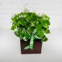 Oxalis (Shamrock) Plant